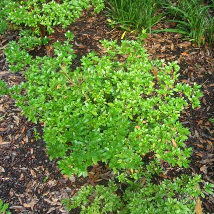 Coral Bells Azalea